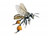 Illustration of Stingless Bee (Tetragonisca sp.) (Trigona sp.) (#3804)