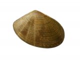 Illustration of Trough Shell (Mactra glauca) (#2355)