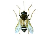 Illustration of Tsetse Fly (Glossina spp.) (#1346)