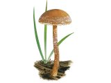 Illustration of Tubaria conspersa (Felted Twiglet) (#3634)