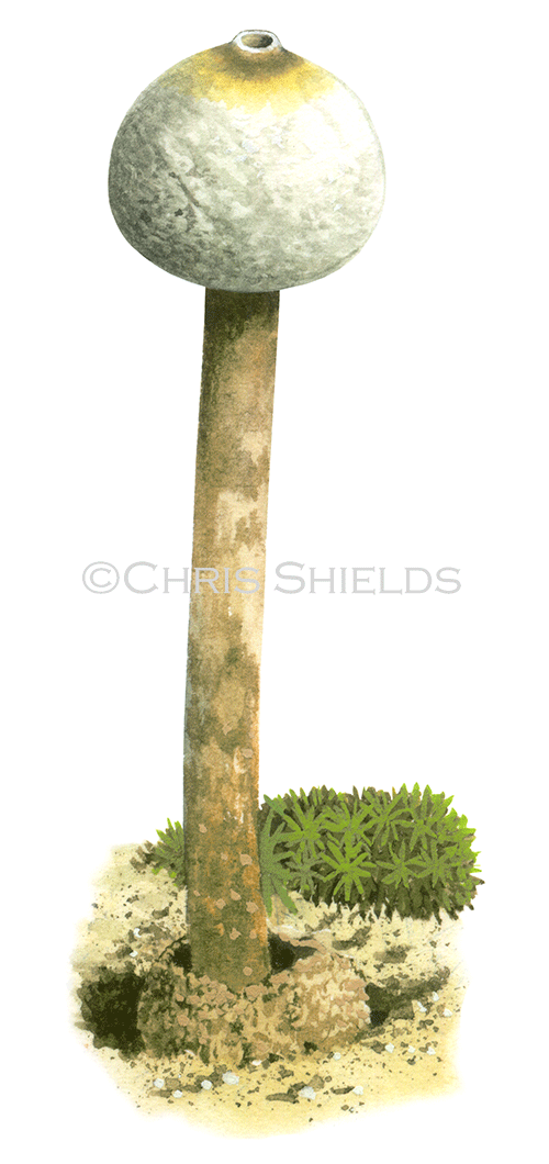 Illustration of Tulustoma  brumale (winter Stalkball) (#4544)