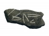 Illustration of Tuning Fork Graptolite Fossil (Didymograpus) (#0692)