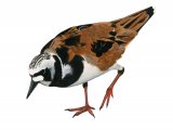 Illustration of Turnstone (Arenaria interpres) (#3629)