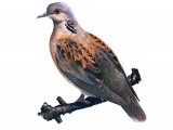 Illustration of Turtle Dove (Streptopelia turtur) (#3869)