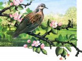 Illustration of Turtle Dove (Streptopelia turtur) (#1895)