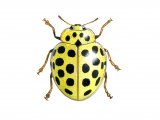 Illustration of Twentytwo-spot Ladybird (Thea 22-punctata) (#0914)