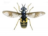Illustration of Twin-lobed Deerfly (Crysops relictus) (#4075)