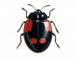 Illustration of Two-spot Ladybird (f. quadrimaculata) (Adalia 2-punctata) (#0916)