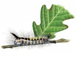 Illustration of Vapourer Moth Caterpillar (Orgyia antiqua) (#2520)