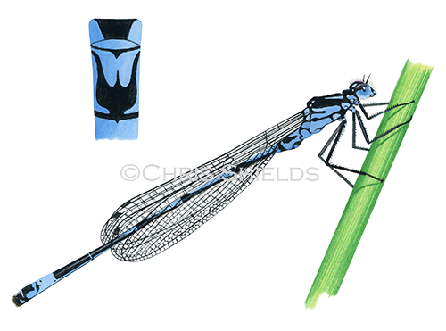 Illustration of Variable damselfly (Coenagrion pulchellum) (#2631)