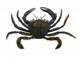 Illustration of Velvet Swimming Crab (Necora puber) (#1263)