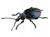 Illustration of Vine Weevil (Otiorhynchus sulcatus) (#1441)