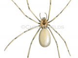 Illustration of Violin Spider (Loxosceles reclusa) (#2751)