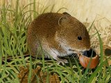 Illustration of Vole (Field) Microtus agrestis (#0580)