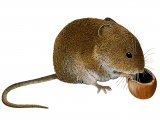 Illustration of Vole (Field) Microtus agrestis (#2956)