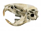 Illustration of Vole Skull (Microtus arvalis) (#0868)