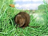 Illustration of Vole - Water (Arvicola amphibius) (#0280)