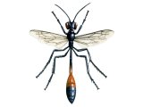 Illustration of Red-banded Sand Wasp (Ammophila sabulosa) (#0396)