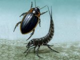 Illustration of Water Beetle (Colymbetes fuscus) (#3431)