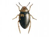Illustration of Water Beetle (Hygrotus inaequalis) (#3441)