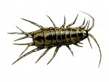 Illustration of Water Louse  (Asellus aquaticus) (#1575)