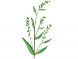 Illustration of Water Pepper (Polygonum hydropiper) (#0953)