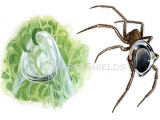 Illustration of Water Spider (Argyroneta aquatica) (#0730)