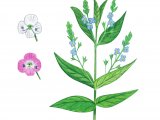 Illustration of Water speedwell (Veronica anagallis-aquatica) (#0995)