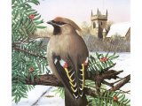 Illustration of Waxwing (Bombycilla garrulus) (#2904)