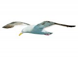Illustration of Western Gull (Larus occidentalise) (#3759)