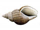 Illustration of Common Whelk (Buccinum undatum) (#0803)