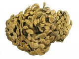 Illustration of Whelk eggmass (Buccinum undatum) (#1868)
