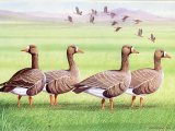 Illustration of White-fronted Goose (Anser albitrons) (#1812)