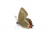 Illustration of White-letter Hairstreak (Strymonidia w-album) (#2974)