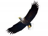 Illustration of White-tailed Sea Eagle (Haliaeetus albicilla) (#3647)