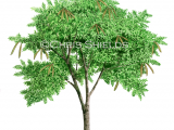 Illustration of Wild Tamarind Tree (Leucaena leucocephala) (#4684)