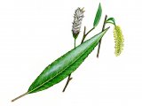 Illustration of Willow leaf flowers & catkin (Salix Alba) (#0831)