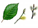 Illustration of Willow leaf flowers & catkins(Salix caprea) (#0832)