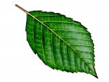 Illustration of Willow leaf (Salix caprea) (#3223)