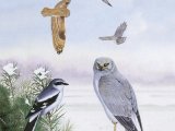 Illustration of Winter heathland Birds (#2762)