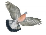 Illustration of Wood Pigeon (Columba palumbus) (#1238)