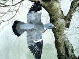 Illustration of Wood Pigeon (Columba palumbus) (#0440)