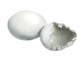 Illustration of Wood Pigeon hatched egg (Columba palumbus) (#2425)