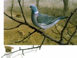 Illustration of Wood Pigeon & fox (Columba palumbus) (#0437)