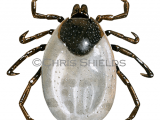 Illustration of Wood Tick (Ixodes ricinus) (#4660)