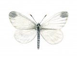 Illustration of Wood White (male) Leptidea sinapis (#1387)