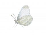 Illustration of Wood White (male) Leptidea sinapis (#2980)