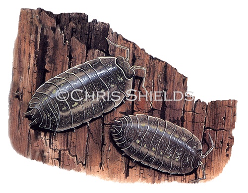 Illustration of Woodlouse (smooth) Oniscus asellus (#0351)
