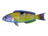 Illustration of Wrasse (Turkish, Rainbow or Peacock) (female) Thalassoma pavo (#1124)