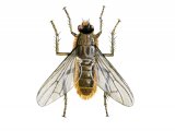 Illustration of Yellow Dung Fly (Scathophaga stercoraria) (#3267)